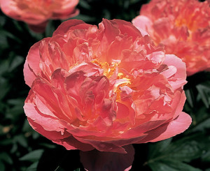 PAEONIA PINK HAWAIIAN CORAL